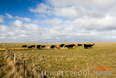 July 2018 / CATTLE_1591