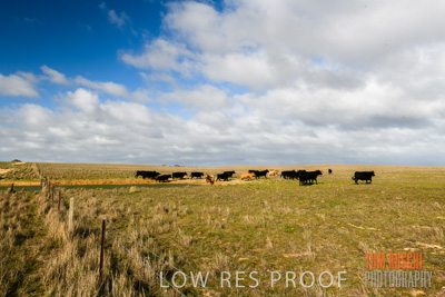 July 2018 / CATTLE_1592