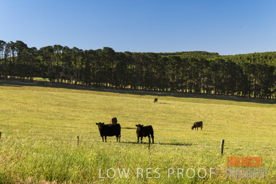 November 2019 / CATTLE_3093