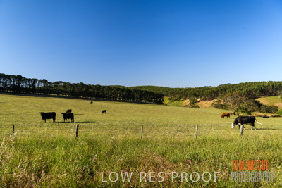 November 2019 / CATTLE_3094