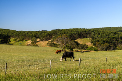 November 2019 / CATTLE_3095