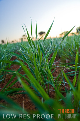 June 2007 / CROPS_CLOSE-UP_086