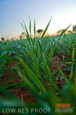 June 2007 / CROPS_CLOSE-UP_087