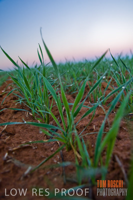 June 2007 / CROPS_CLOSE-UP_088