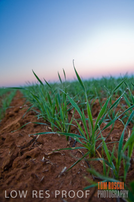 June 2007 / CROPS_CLOSE-UP_089