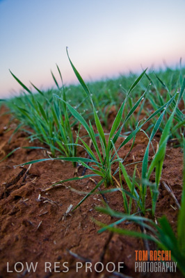 June 2007 / CROPS_CLOSE-UP_090