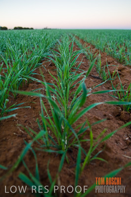 June 2007 / CROPS_CLOSE-UP_091