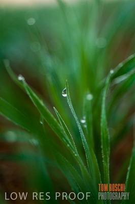 June 2007 / CROPS_CLOSE-UP_092