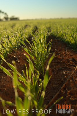 June 2007 / CROPS_CLOSE-UP_096