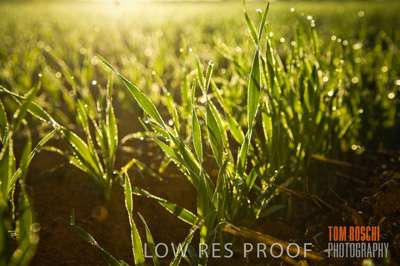 June 2007 / CROPS_CLOSE-UP_098