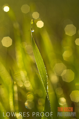 June 2007 / CROPS_CLOSE-UP_099