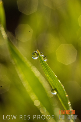 June 2007 / CROPS_CLOSE-UP_100