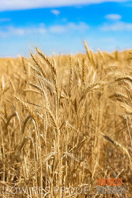 November 2014 / CROPS_CLOSE-UP_1000