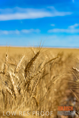 November 2014 / CROPS_CLOSE-UP_1002