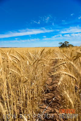 November 2014 / CROPS_CLOSE-UP_1003