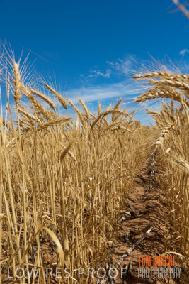 November 2014 / CROPS_CLOSE-UP_1005