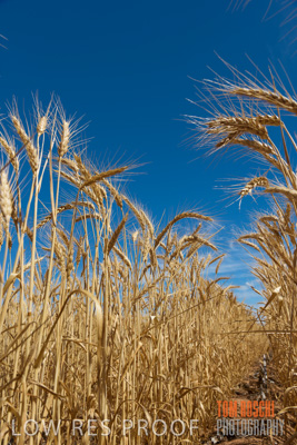 November 2014 / CROPS_CLOSE-UP_1006