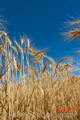 November 2014 / CROPS_CLOSE-UP_1007