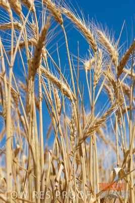 November 2014 / CROPS_CLOSE-UP_1008