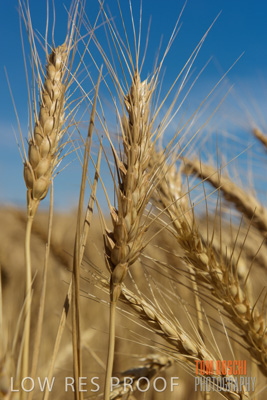 November 2014 / CROPS_CLOSE-UP_1009