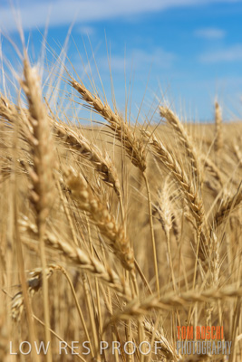 November 2014 / CROPS_CLOSE-UP_1010