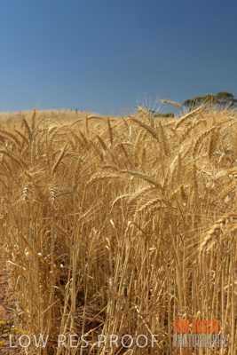 November 2014 / CROPS_CLOSE-UP_1012