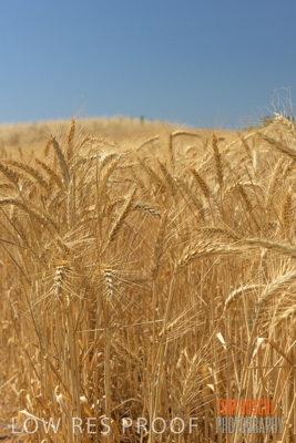 November 2014 / CROPS_CLOSE-UP_1013