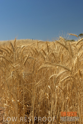 November 2014 / CROPS_CLOSE-UP_1014