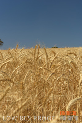 November 2014 / CROPS_CLOSE-UP_1015