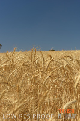 November 2014 / CROPS_CLOSE-UP_1016