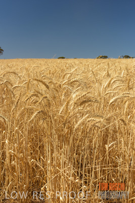 November 2014 / CROPS_CLOSE-UP_1018