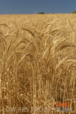 November 2014 / CROPS_CLOSE-UP_1019