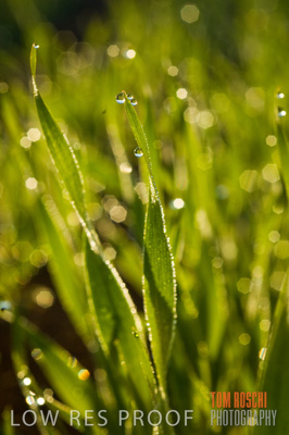 June 2007 / CROPS_CLOSE-UP_102