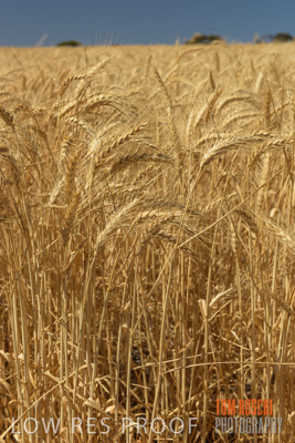 November 2014 / CROPS_CLOSE-UP_1020