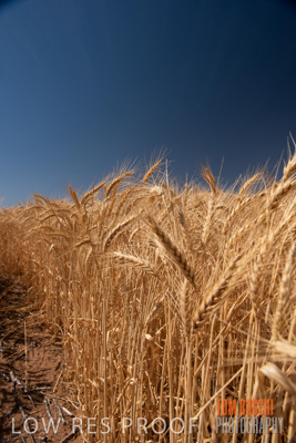 November 2014 / CROPS_CLOSE-UP_1021