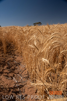 November 2014 / CROPS_CLOSE-UP_1022