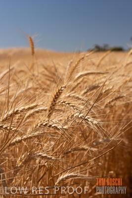 November 2014 / CROPS_CLOSE-UP_1027