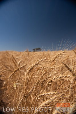 November 2014 / CROPS_CLOSE-UP_1028