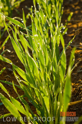 June 2007 / CROPS_CLOSE-UP_103