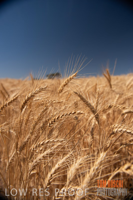 November 2014 / CROPS_CLOSE-UP_1030