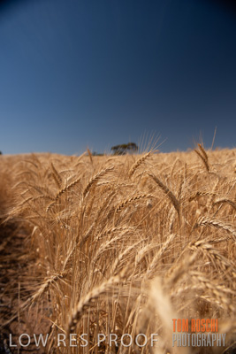 November 2014 / CROPS_CLOSE-UP_1031