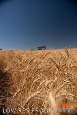 November 2014 / CROPS_CLOSE-UP_1032