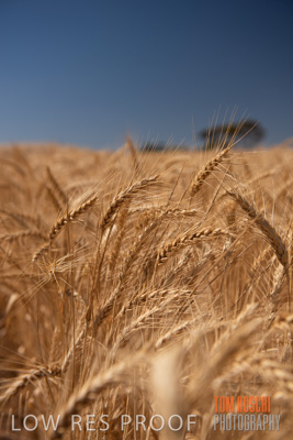 November 2014 / CROPS_CLOSE-UP_1033