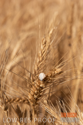 November 2014 / CROPS_CLOSE-UP_1034