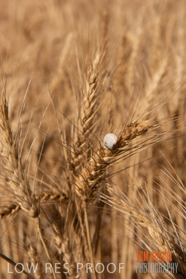 November 2014 / CROPS_CLOSE-UP_1035