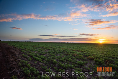 July 2015 / CROPS_CLOSE-UP_1037