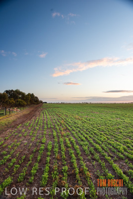 July 2015 / CROPS_CLOSE-UP_1039