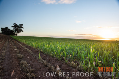 July 2015 / CROPS_CLOSE-UP_1041