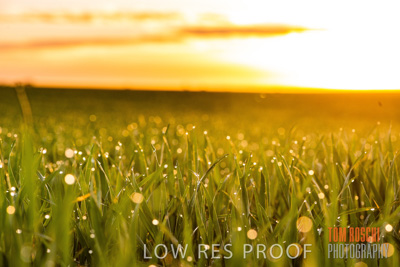 July 2015 / CROPS_CLOSE-UP_1044