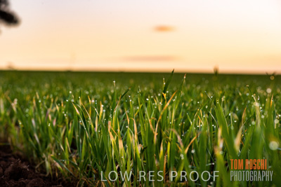 July 2015 / CROPS_CLOSE-UP_1045